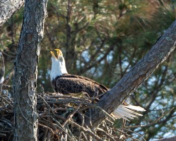 Female bald eagle calling for dinner in Corolla, North Carolina