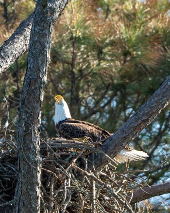 Bald Eagle (female) Calling for Dinner