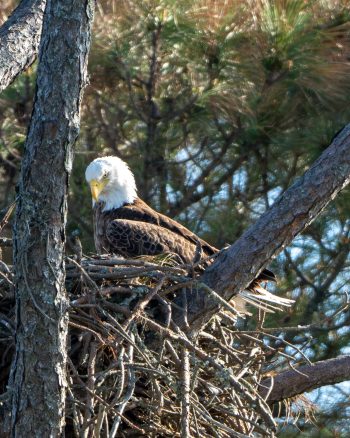 Female bald eagle perched on a nest in Corolla, North Carolina