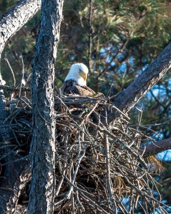 Bald Eagle (female)