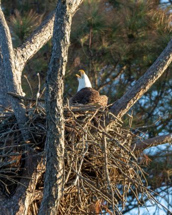 Bald Eagle (female) Calling for Dinner