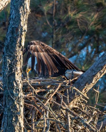 Bald Eagle (female)