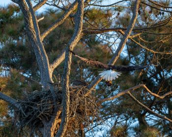 Bald Eagle (female & male) Returning with Dinner