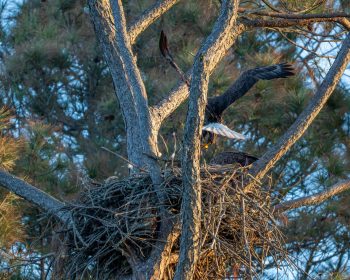 Male Bald eagle carrying dinner in his talons, set against a clear sky in Corolla, North Carolina