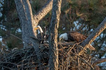 Bald eagles feeding their eaglets in Corolla, North Carolina
