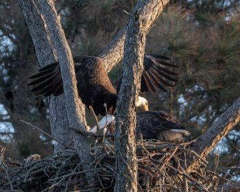 A male and female bald eagle perched together in Corolla, North Carolina