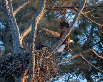 Bald Eagle (female & male)