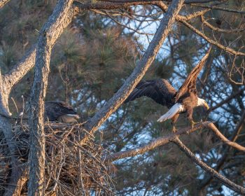 A male and female bald eagle perched together in Corolla, North Carolina