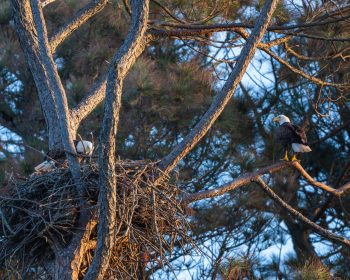 Bald Eagle (female & male)