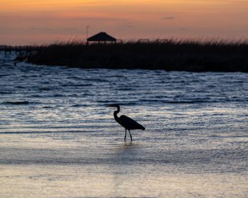 Great Blue Heron silhouetted against a vibrant sunset at Corolla Park, North Carolina