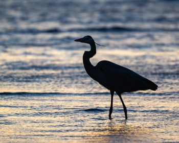 Great Blue Heron standing by the water in Corolla, North Carolina