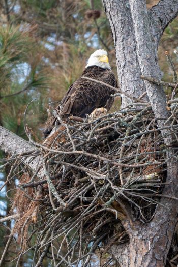 Bald Eagle (female)