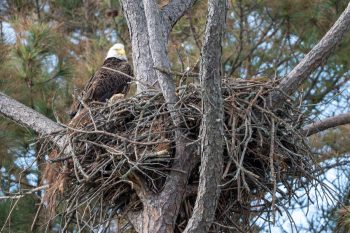 Bald Eagle (female)