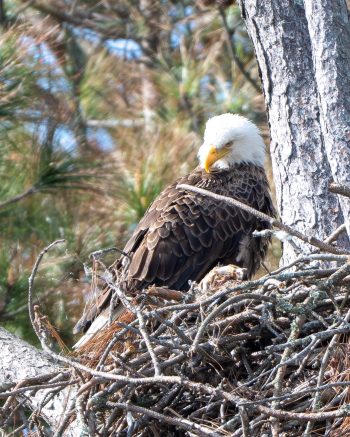 Bald Eagle (female)