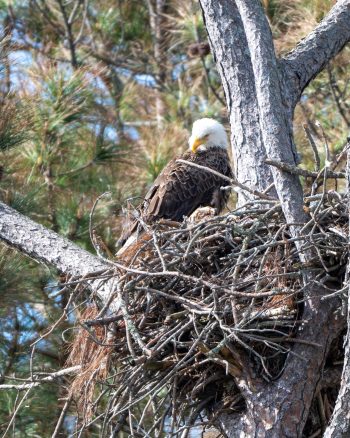 Bald Eagle (female)