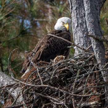 Female bald eagle perched on a branch in Corolla, North Carolina