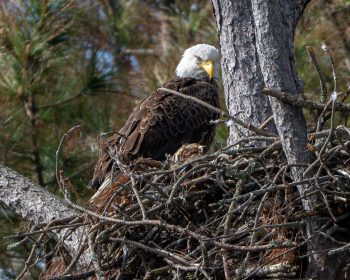 Bald Eagle (female)