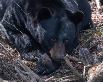 A black bear in the Alligator River National Wildlife Refuge, Eastern North Carolina