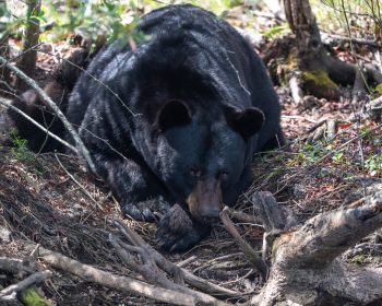 Black bear in Alligator River National Wildlife Refuge, Eastern North Carolina, April 2026