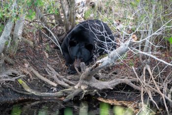 Black bear in the Alligator River National Wildlife Refuge, Eastern North Carolina, April 2026
