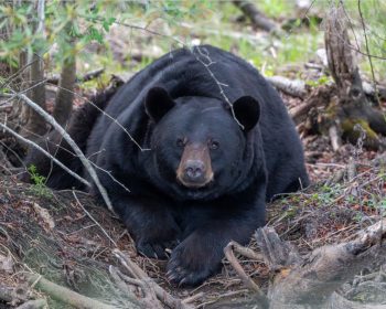 Black bear in Alligator River National Wildlife Refuge, Eastern North Carolina, April 2026