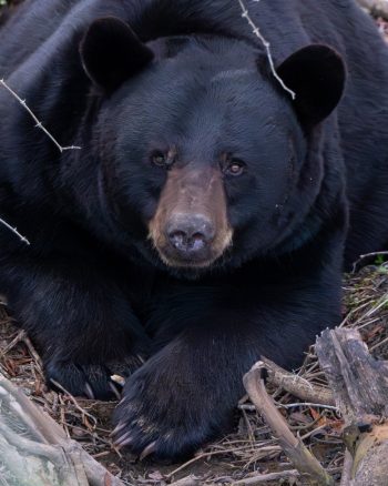 A black bear in the Alligator River National Wildlife Refuge, Eastern North Carolina