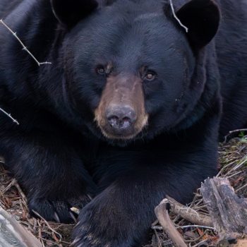A black bear in the Alligator River National Wildlife Refuge, Eastern North Carolina