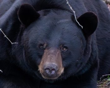 A black bear in the Alligator River National Wildlife Refuge, Eastern North Carolina