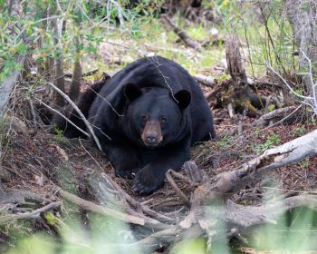 Black bear in the Alligator River National Wildlife Refuge, Eastern North Carolina, April 2026