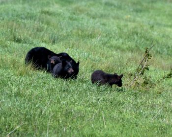 A family of black bears foraging together in the Alligator River National Wildlife Refuge, Eastern North Carolina