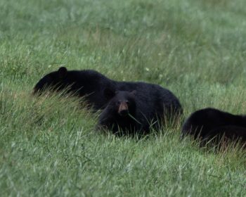 A black bear family foraging in the Alligator River National Wildlife Refuge in Eastern North Carolina