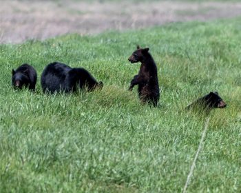 A family of black bears foraging together in the Alligator River National Wildlife Refuge, Eastern North Carolina