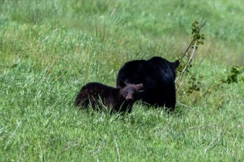 A black bear family foraging in the Alligator River National Wildlife Refuge, Eastern North Carolina