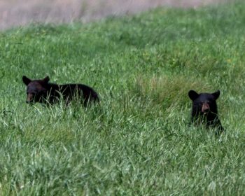 A black bear family foraging in the Alligator River National Wildlife Refuge, Eastern North Carolina