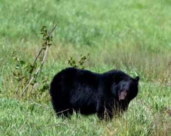 A black bear family foraging in the Alligator River National Wildlife Refuge in Eastern North Carolina