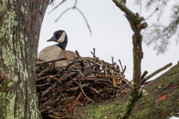 Canadian Goose Nesting - (likely an old stick nest built by another bird like an osprey or eagle) A Canadian goose nesting in an old stick nest, possibly built by an osprey or eagle