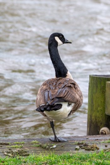 Canadian Goose A Canadian goose standing gracefully by the waters edge, surrounded by lush greenery