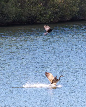A crow chasing a Canadian goose in a Chesapeake, VA setting