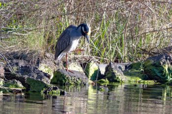 Yellow-crowned Night Heron standing in a natural setting in Virginia Beach, VA