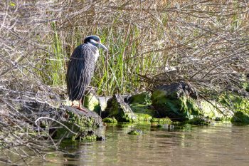 Yellow-crowned Night Heron standing near water in Virginia Beach, VA, captured in April 2026