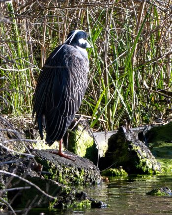 Yellow-crowned Night Heron standing near water in Virginia Beach, VA, captured in April 2026