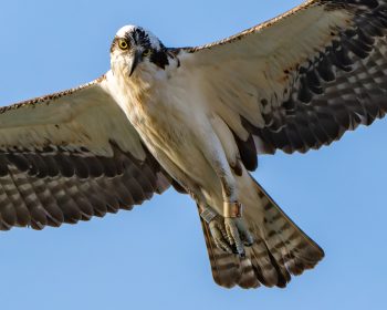 Osprey flying high in Virginia Beach, looking for something to eat.