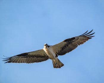 Osprey flying high in Virginia Beach, looking for something to eat.