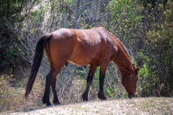 Wild horses roaming freely on the beach in Carova, North Carolina