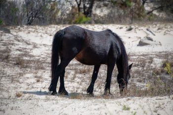 Wild horses roaming freely in Corolla, North Carolina, with a scenic backdrop of sand and sea