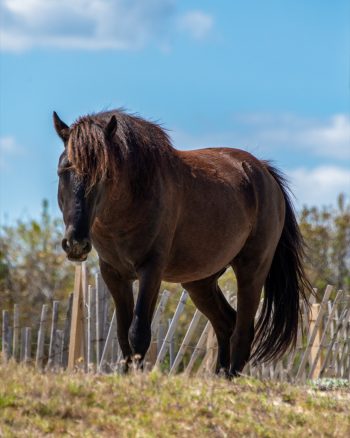 Wild horses roaming freely on the beach in Carova, North Carolina