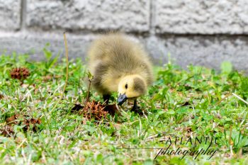 Baby Canadian Goose (Gosling) Two fluffy baby Canadian geese waddling on grass in Chesapeake, Virginia