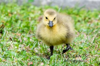 Baby Canadian Goose (Gosling) Two fluffy baby Canadian geese waddling on grass in Chesapeake, VA