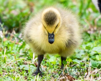 Baby Canadian Goose (Gosling) Baby Canadian goose, known as goslings, standing on green grass in Chesapeake, VA