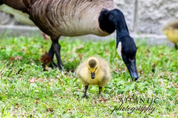 Baby Canadian Goose (Gosling) Two fluffy baby Canadian geese waddling on grass in Chesapeake, Virginia